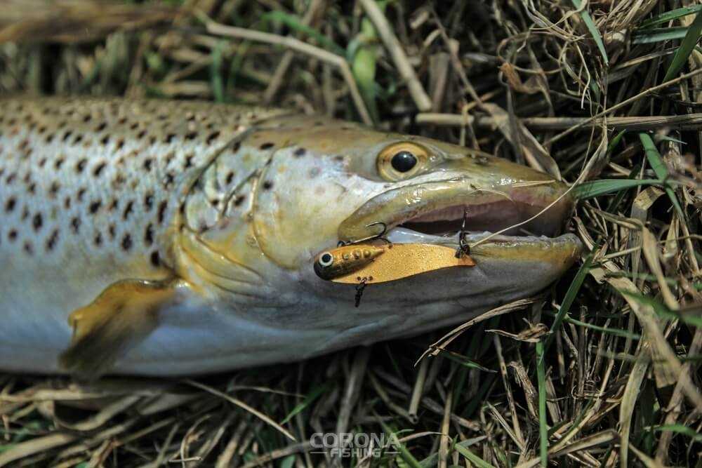 pstrąg potokowy jak łowić w złą pogodę
